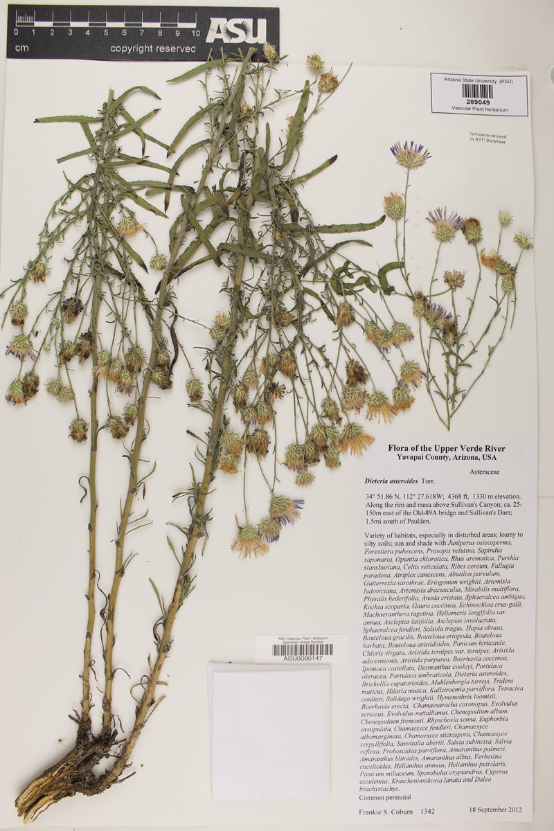 Dieteria canescens var. ambigua photo 7
