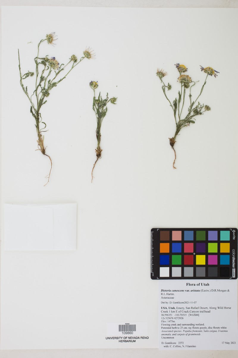 Dieteria canescens var. aristata photo 3