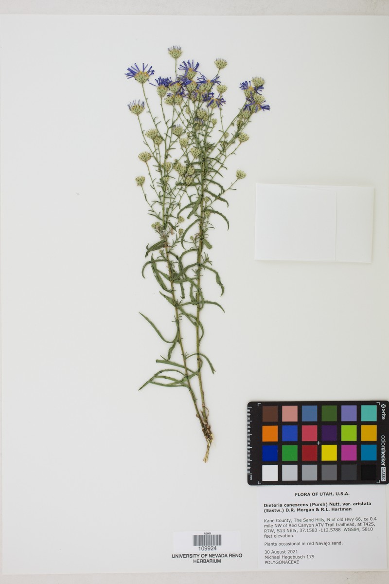 Dieteria canescens var. aristata photo 4