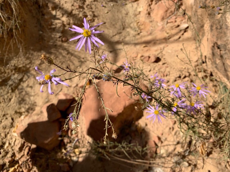 Dieteria canescens var. aristata
