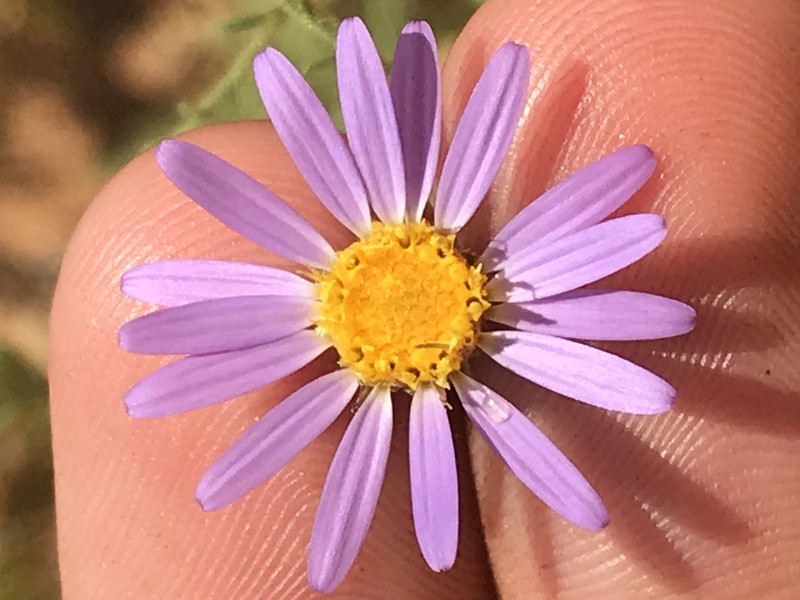 Dieteria canescens var. aristata photo 2