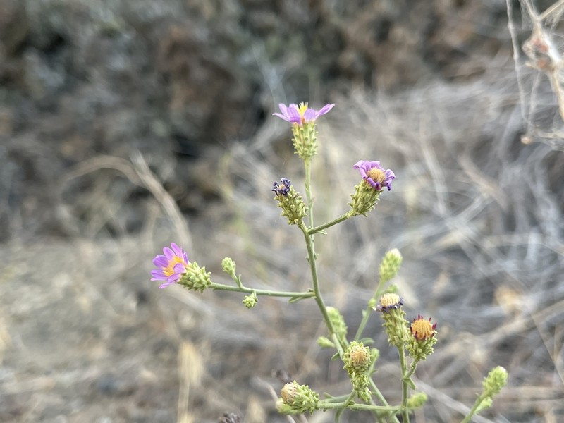 Dieteria canescens var. canescens