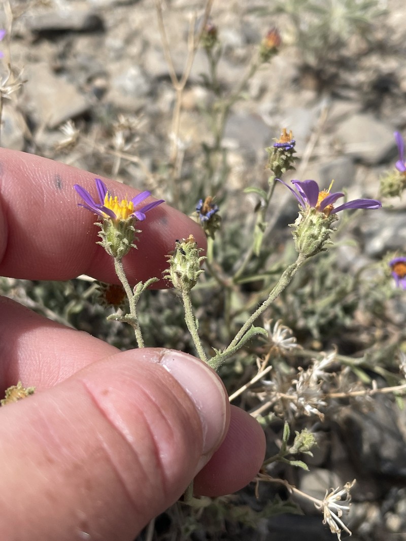 Dieteria canescens var. canescens photo 2