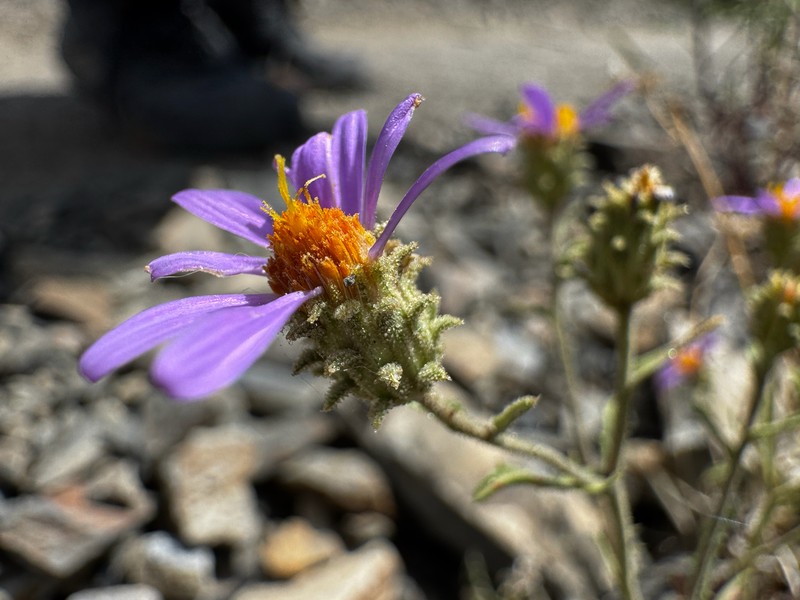 Dieteria canescens var. canescens photo 3
