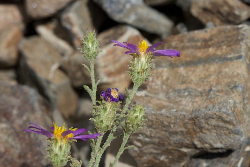 Dieteria canescens var. canescens photo 4