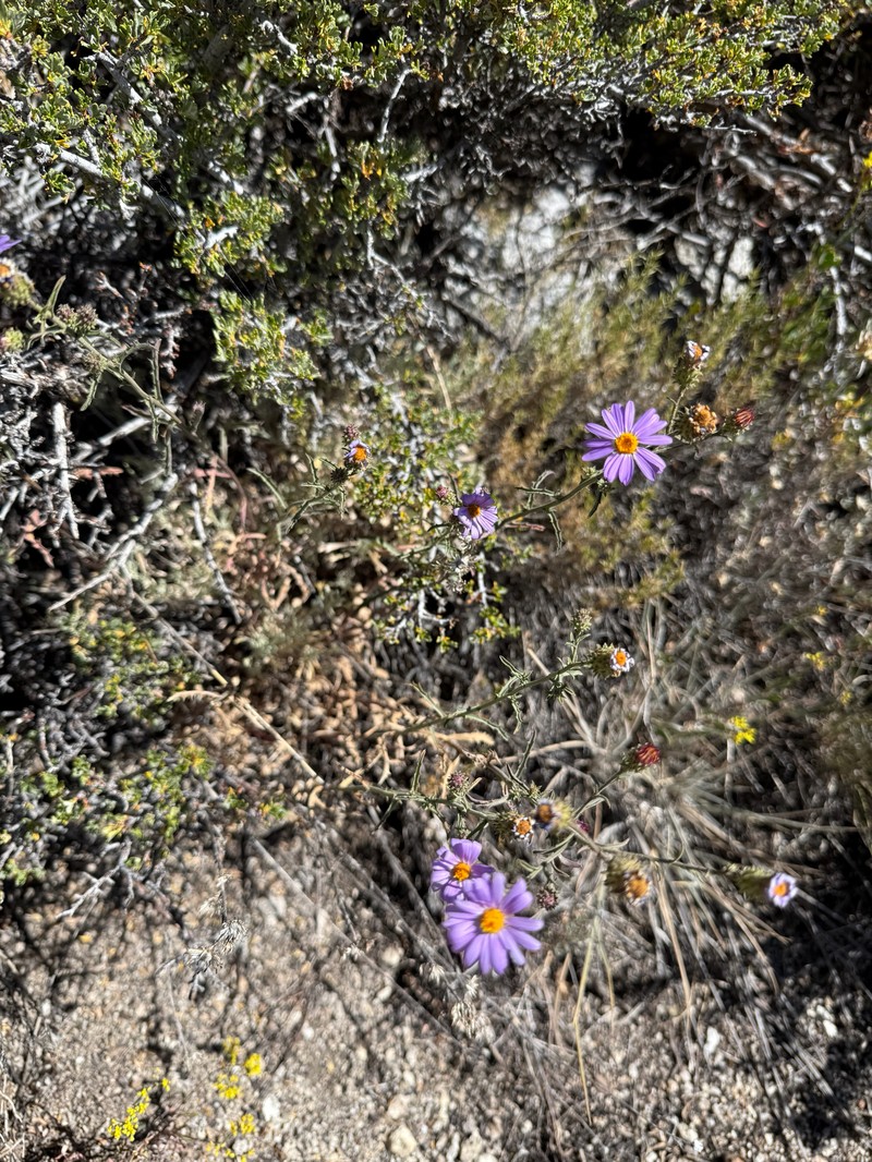 Dieteria canescens var. canescens photo 5