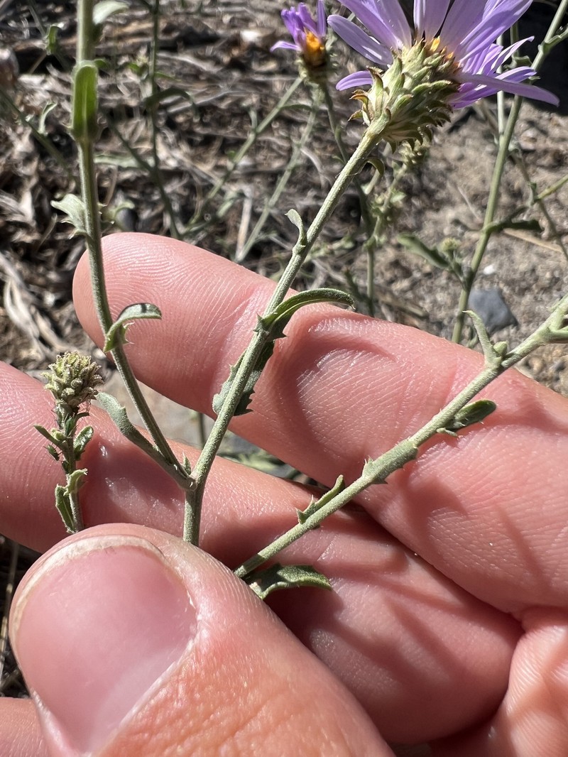 Dieteria canescens var. canescens photo 6