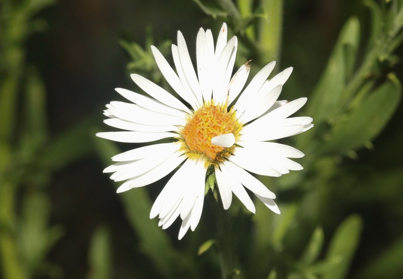 Dieteria canescens var. glabra