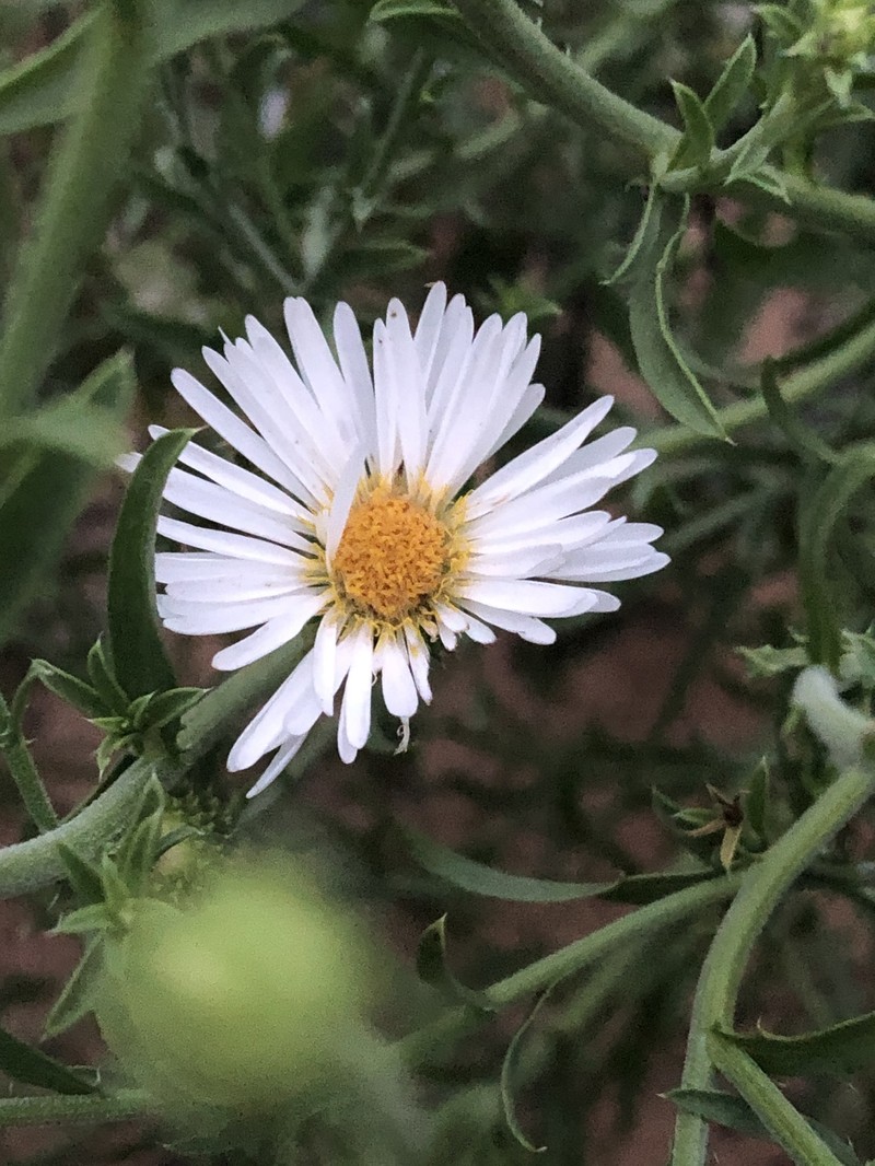 Dieteria canescens var. glabra photo 2