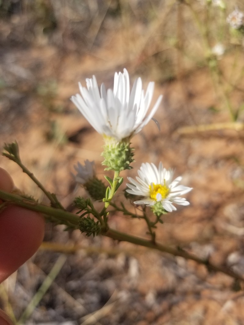 Dieteria canescens var. glabra photo 3