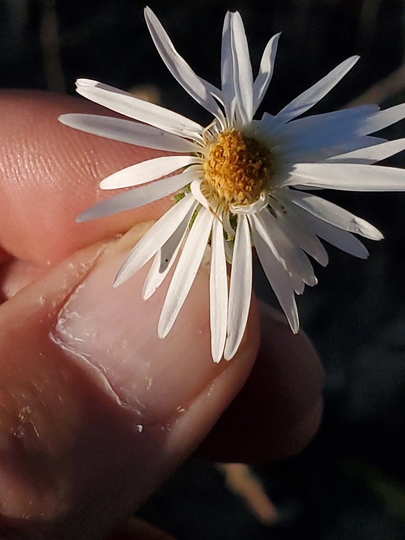 Dieteria canescens var. glabra photo 4