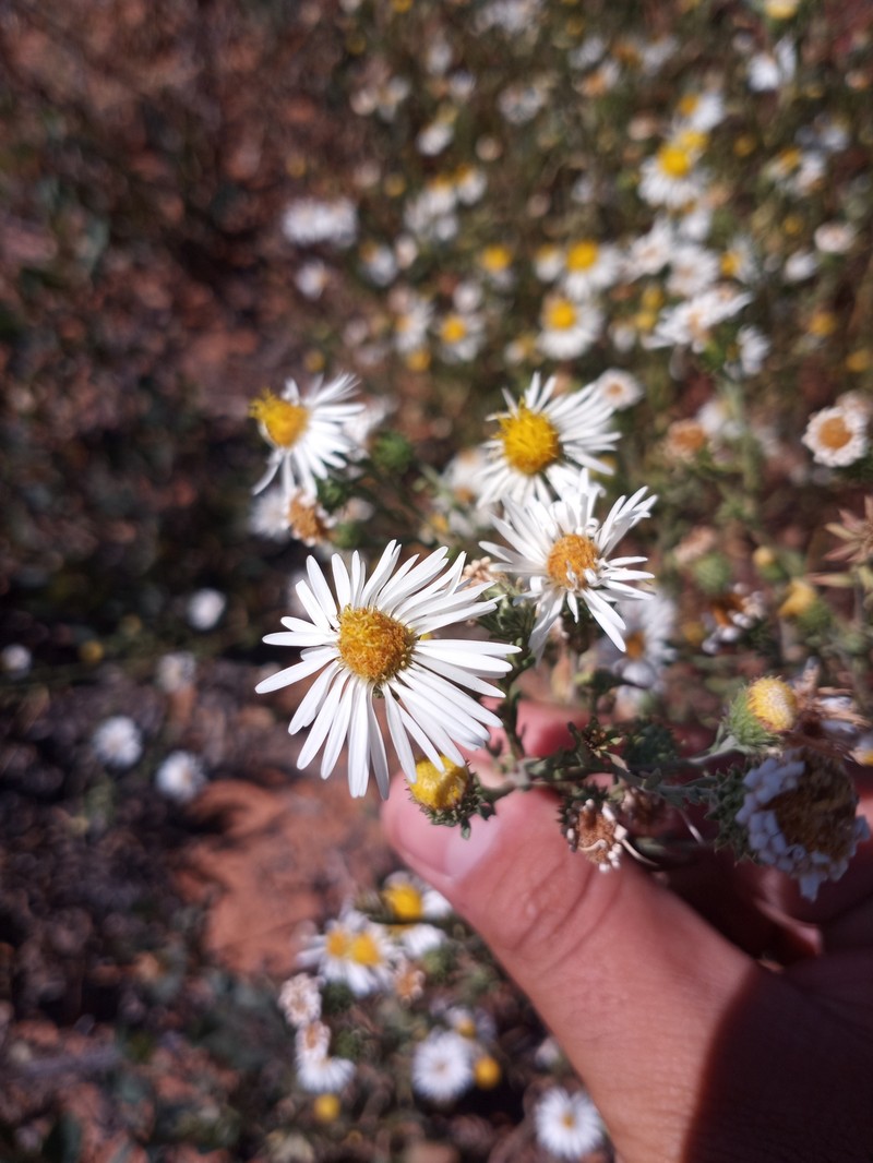 Dieteria canescens var. glabra photo 5