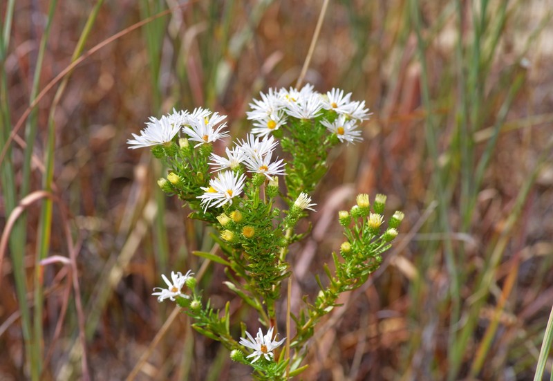 Dieteria canescens var. glabra photo 6