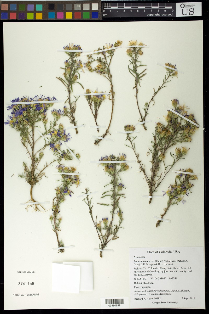 Dieteria canescens var. glabra photo 7