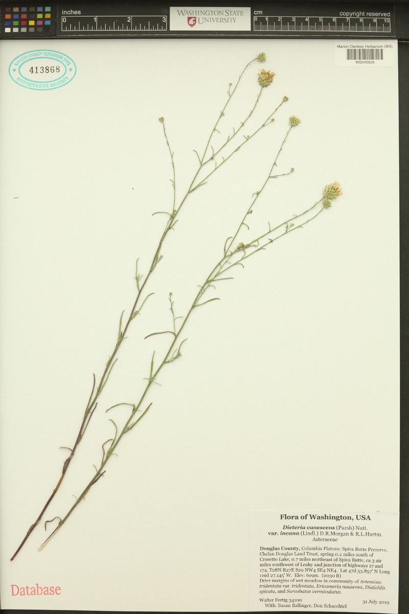 Dieteria canescens var. incana photo 4