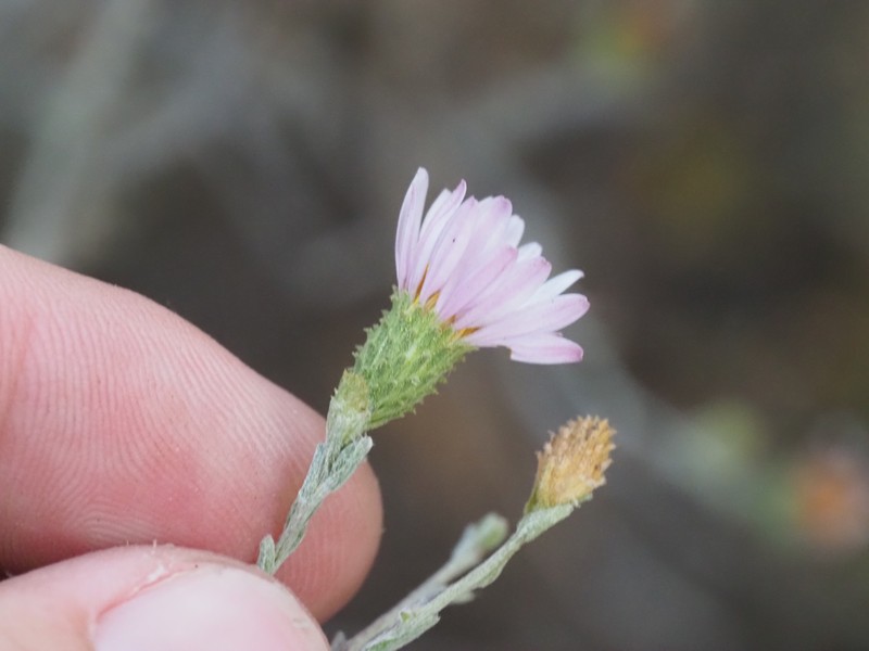 Dieteria canescens var. incana