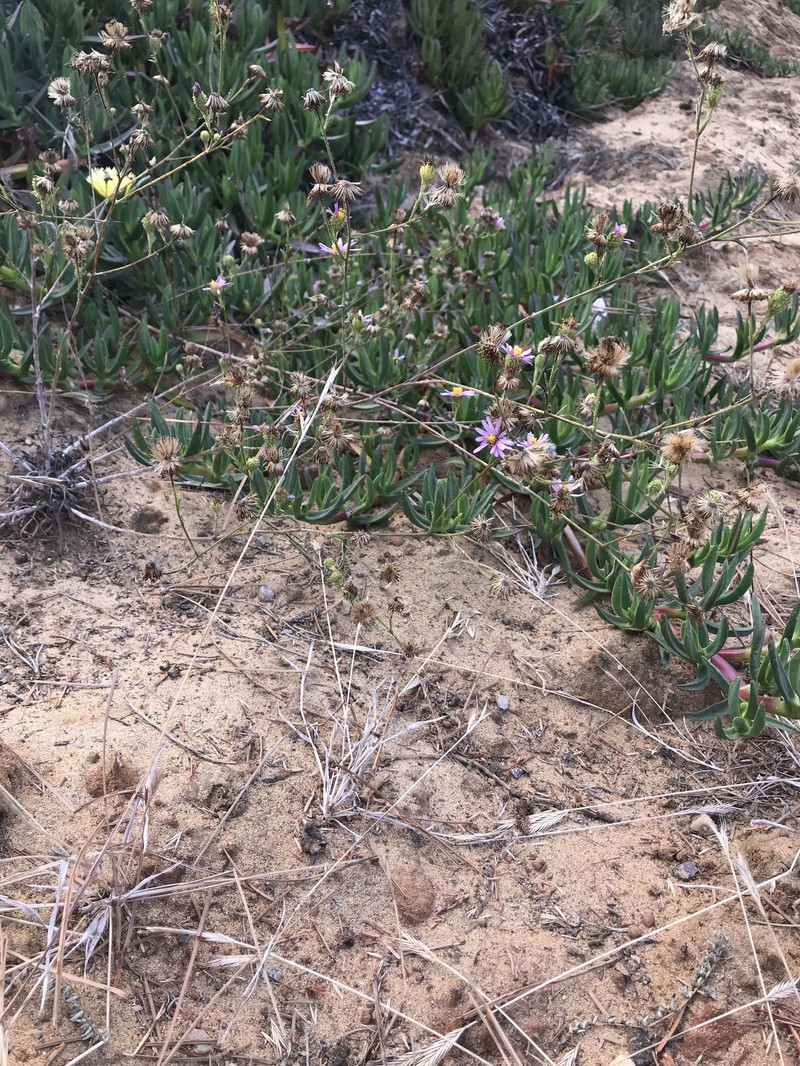 Dieteria canescens var. incana photo 2