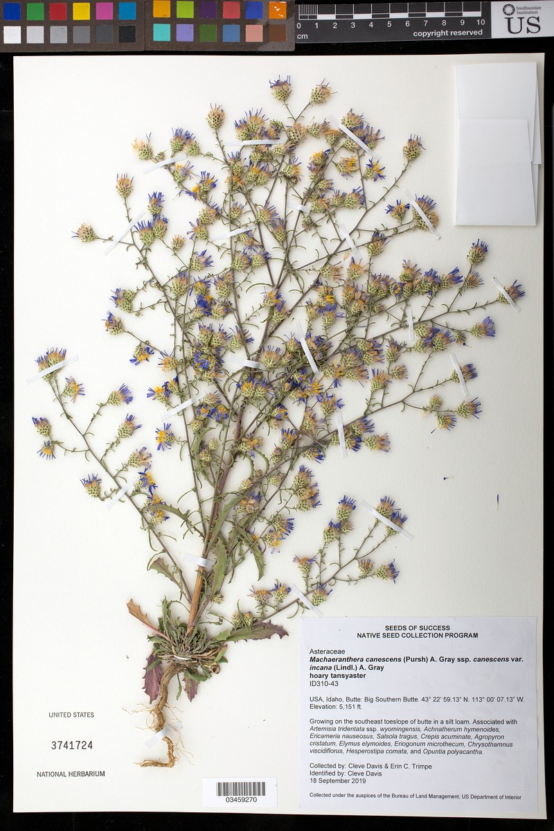 Dieteria canescens var. incana photo 3