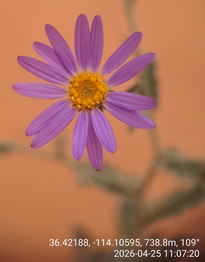 Dieteria canescens var. leucanthemifolia