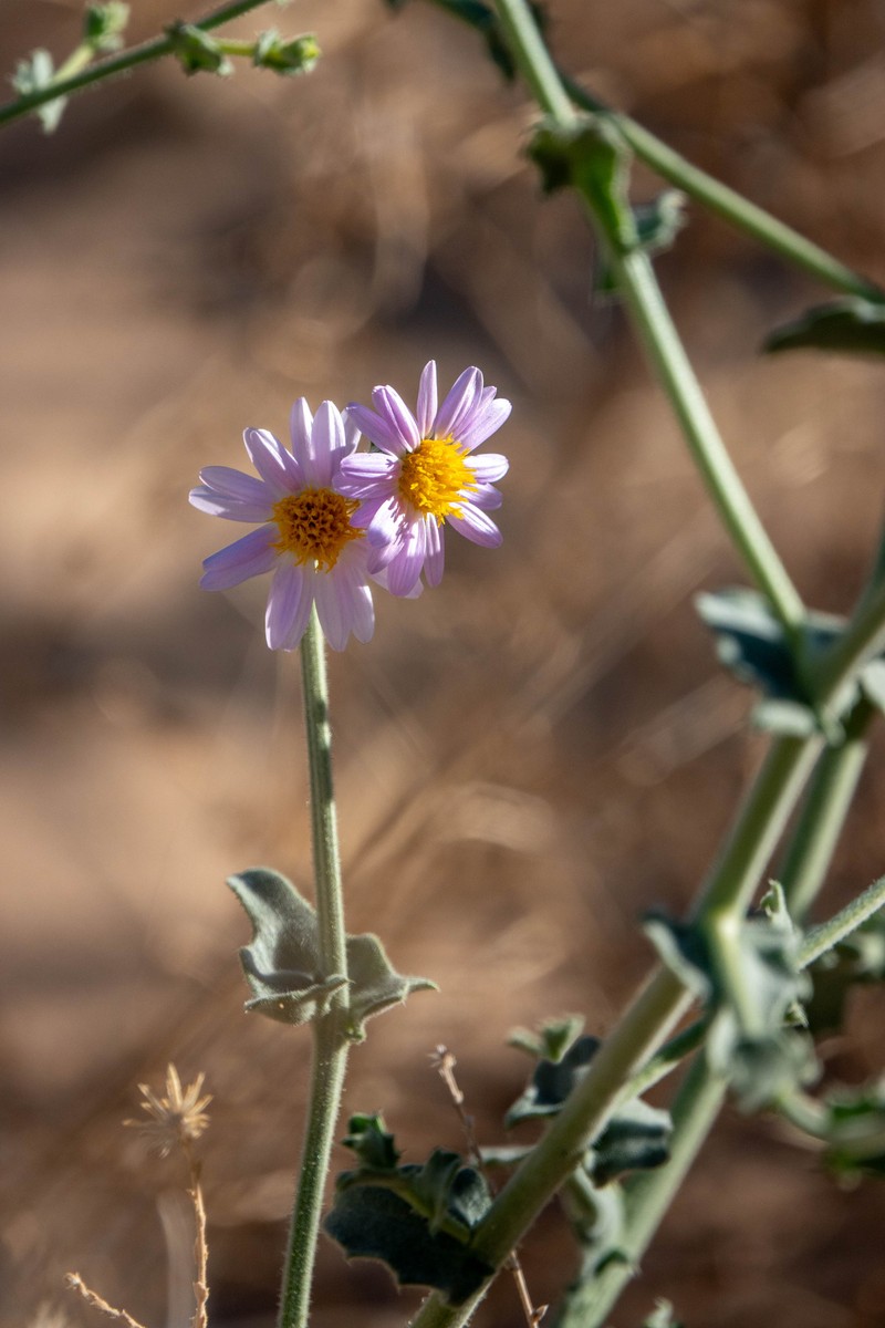 Dieteria canescens var. leucanthemifolia photo 2