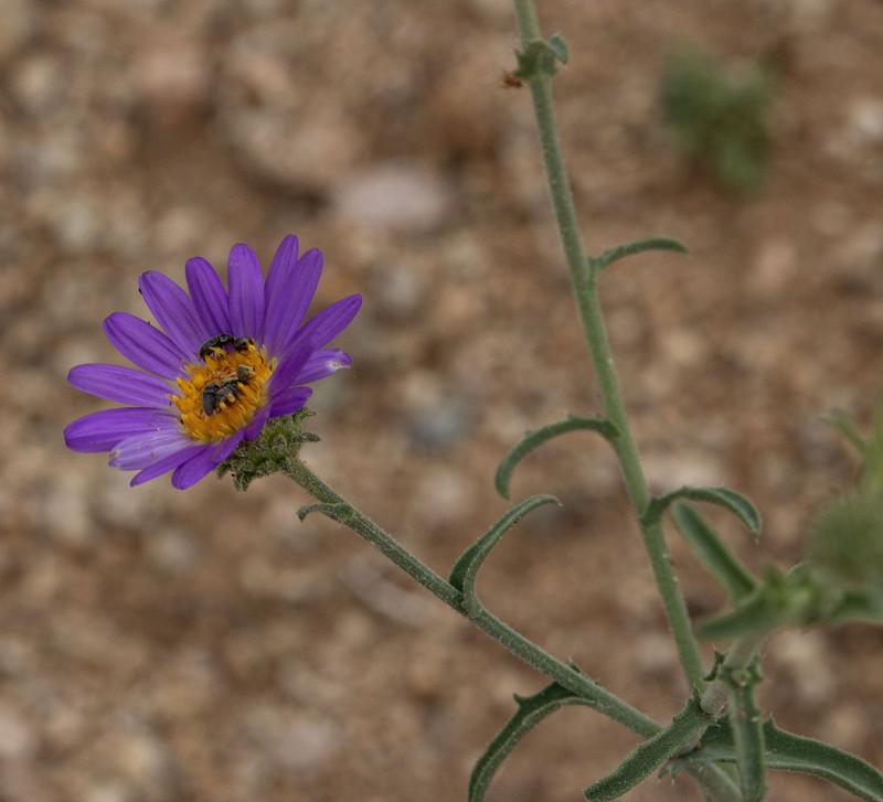 Dieteria canescens var. leucanthemifolia photo 3