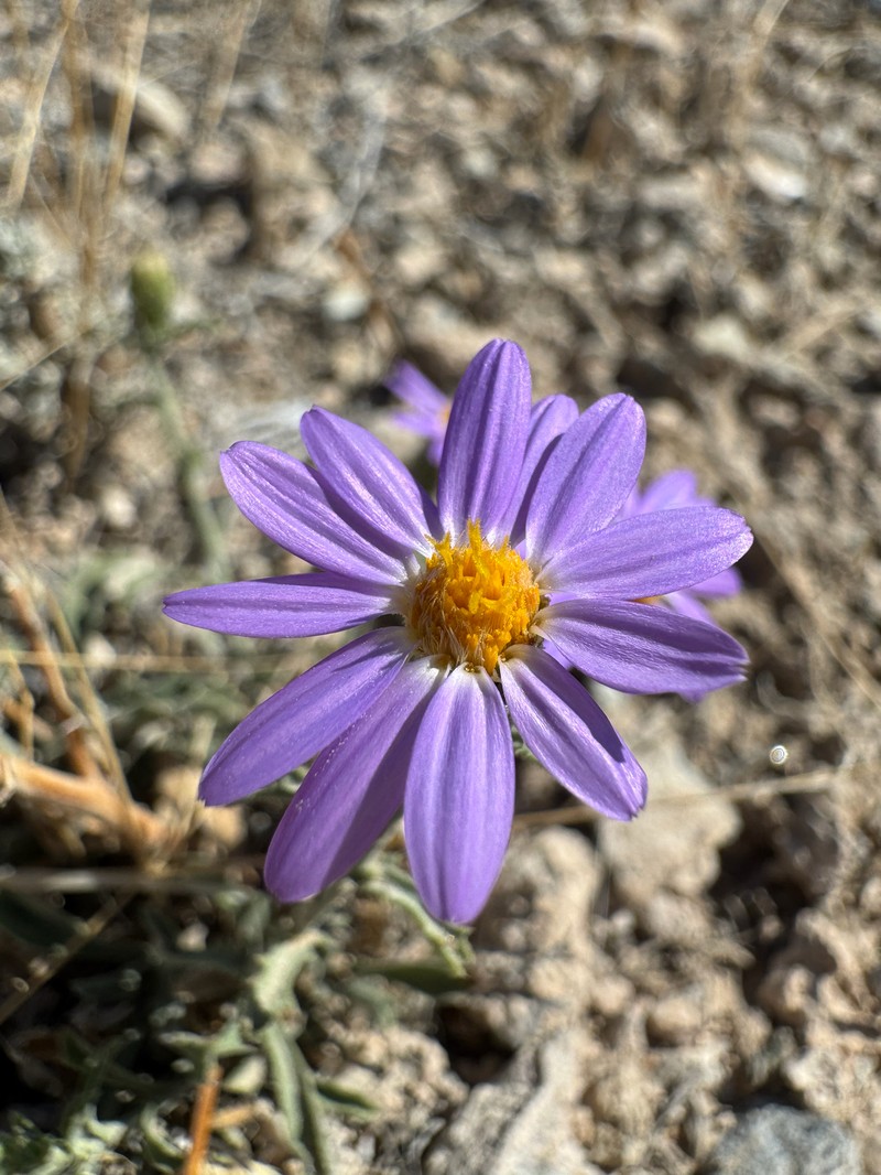 Dieteria canescens var. leucanthemifolia photo 4