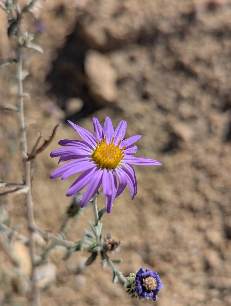 Dieteria canescens var. leucanthemifolia photo 5