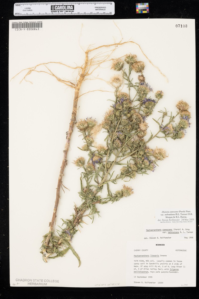 Dieteria canescens var. nebraskana photo 3