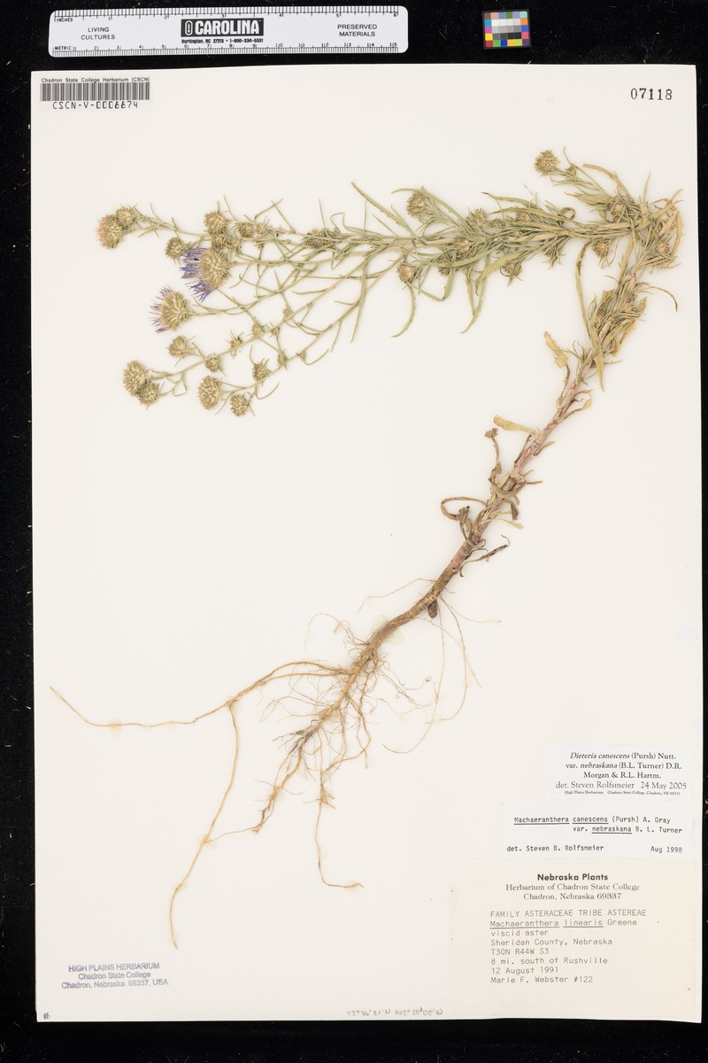 Dieteria canescens var. nebraskana photo 4