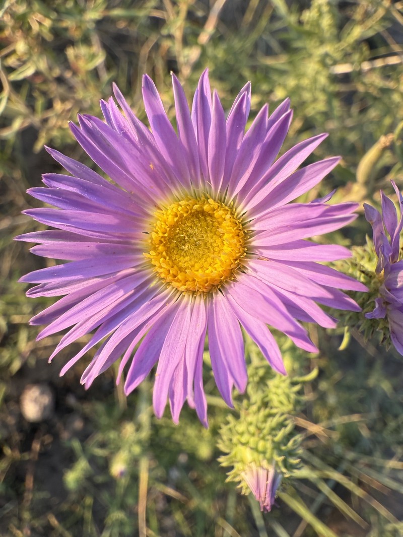 Dieteria canescens var. nebraskana
