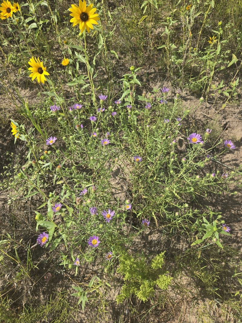 Dieteria canescens var. nebraskana photo 2