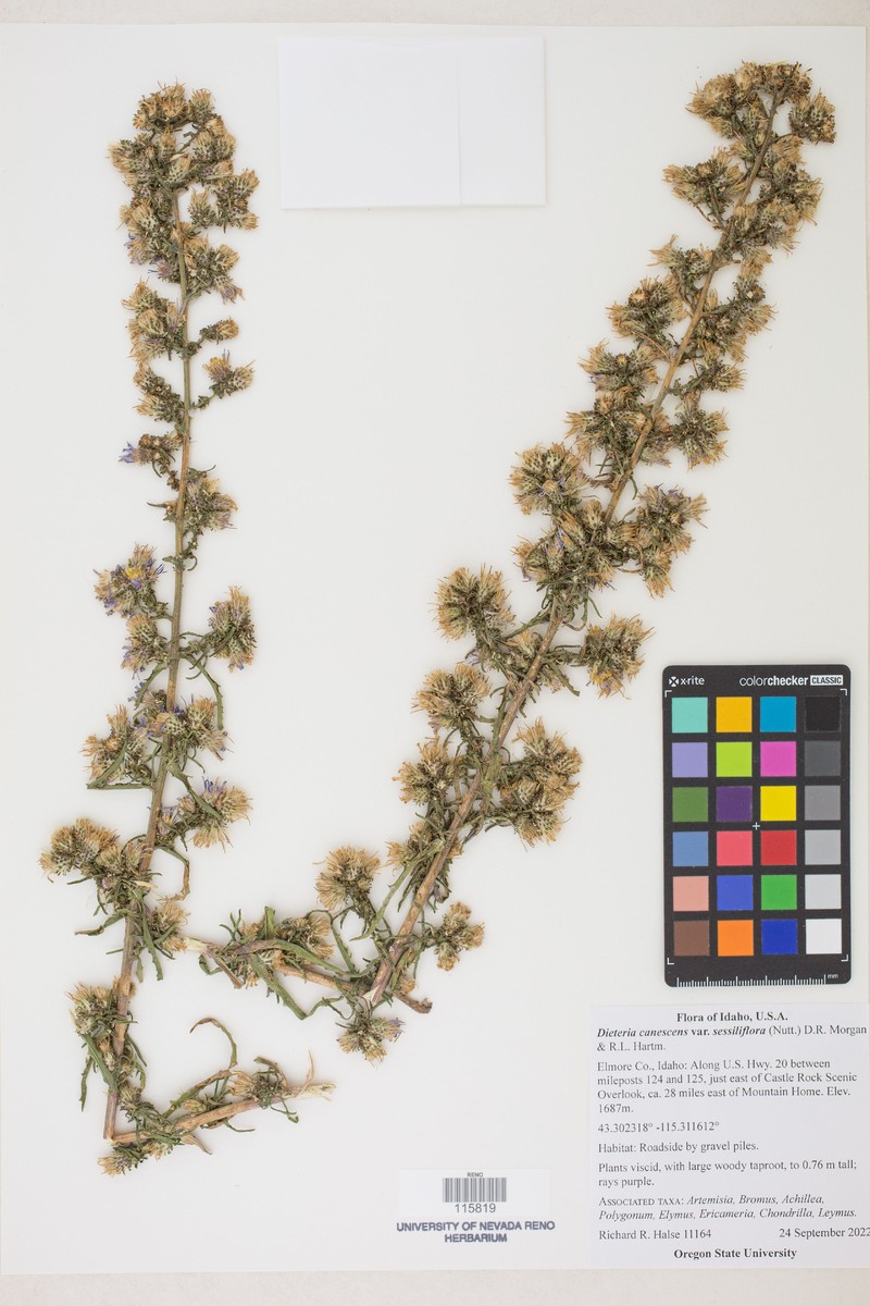 Dieteria canescens var. sessiliflora photo 4