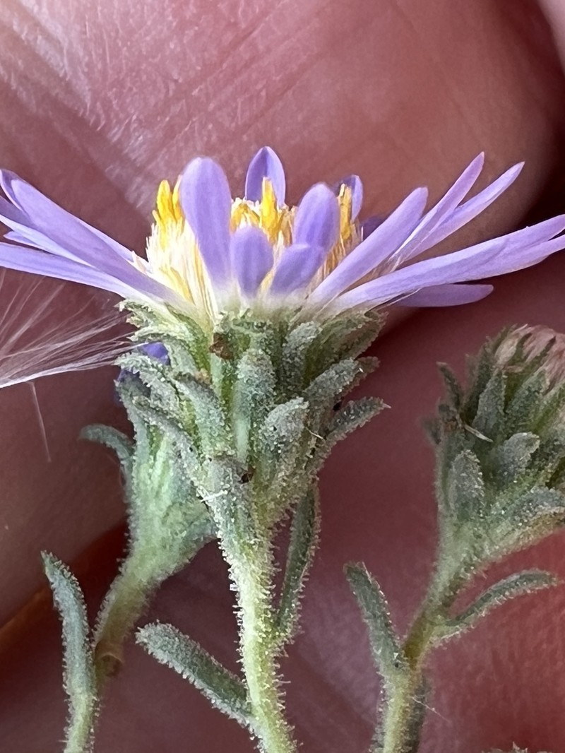 Dieteria canescens var. sessiliflora