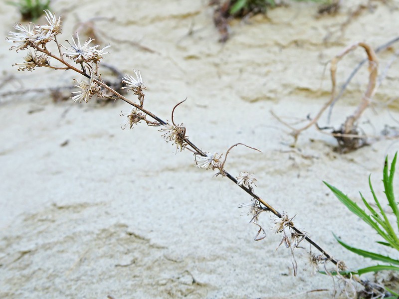 Dieteria canescens var. sessiliflora photo 2