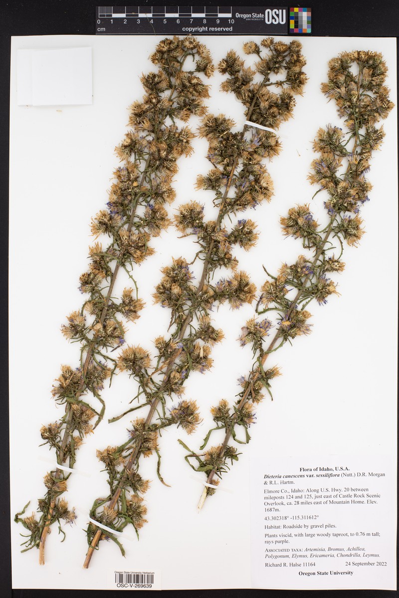 Dieteria canescens var. sessiliflora photo 3