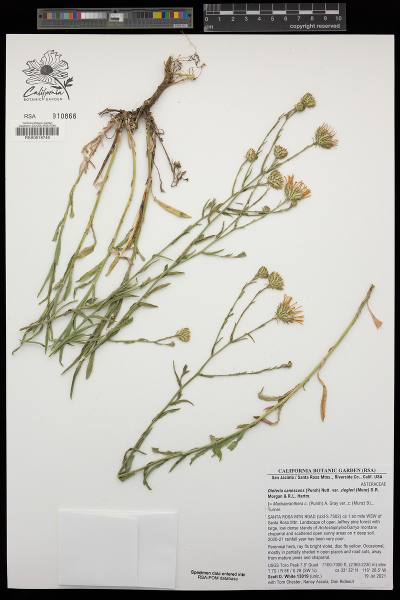 Dieteria canescens var. ziegleri photo 4