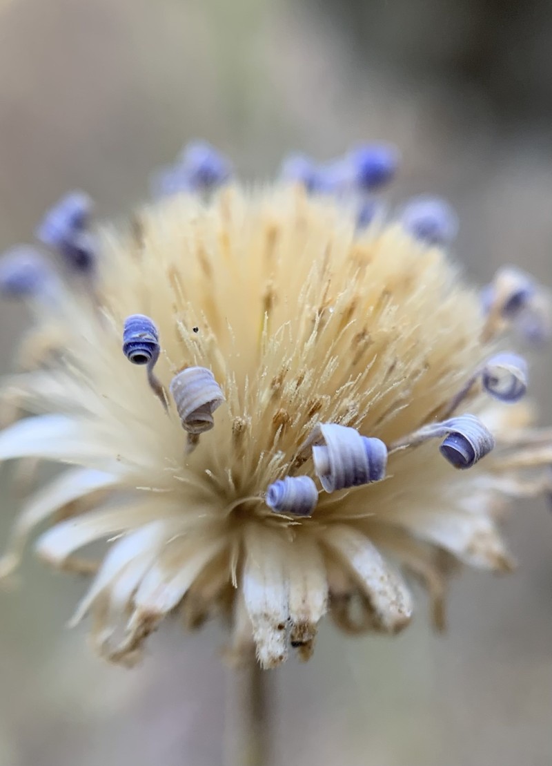 Dieteria canescens var. ziegleri