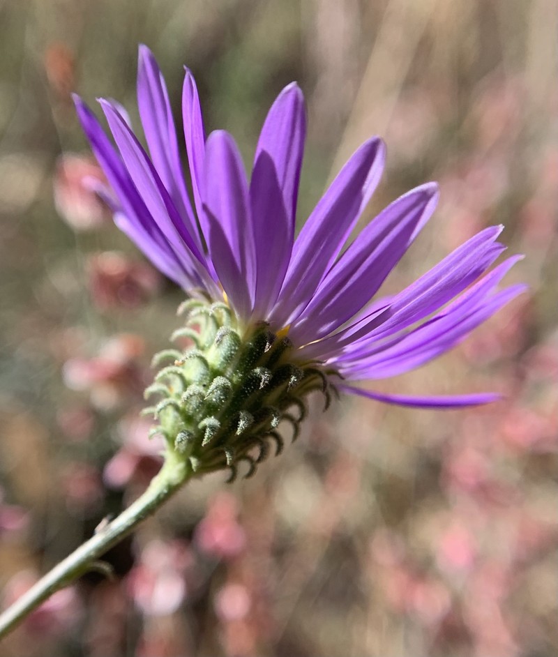 Dieteria canescens var. ziegleri photo 2