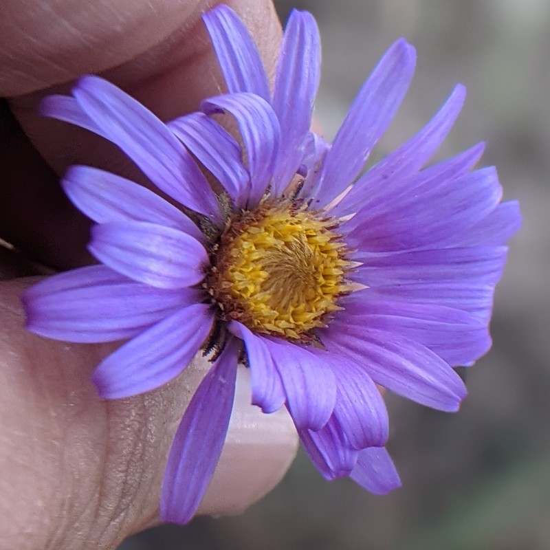 Dieteria canescens var. ziegleri photo 3