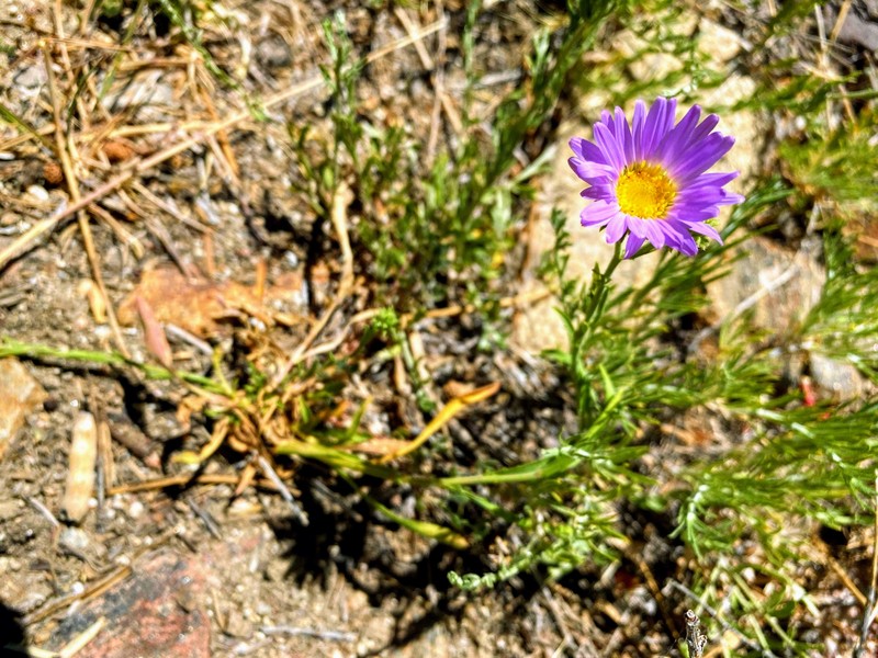 Dieteria canescens var. ziegleri photo 4