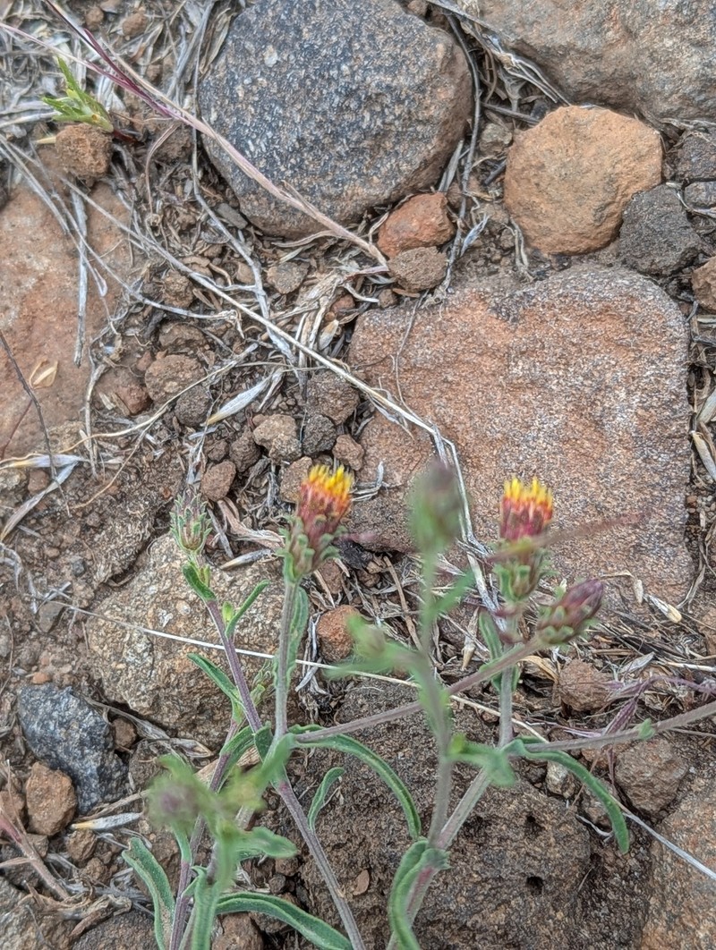 Dieteria shastensis