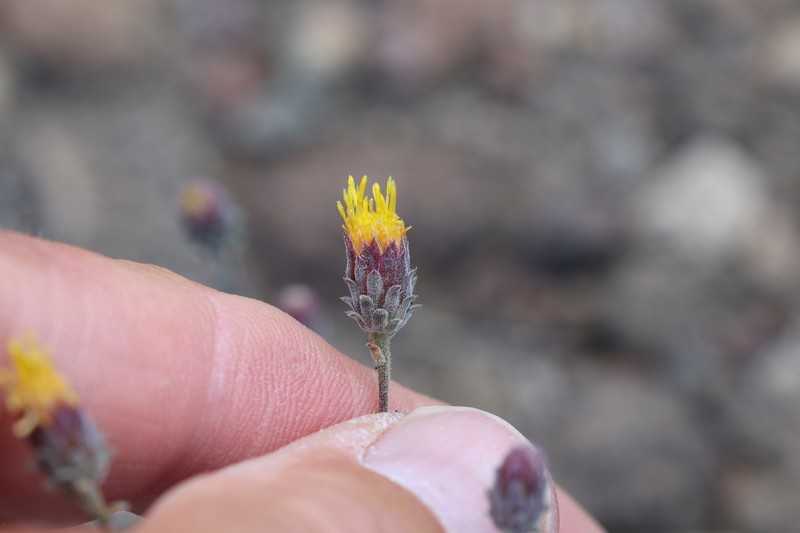 Dieteria shastensis photo 4