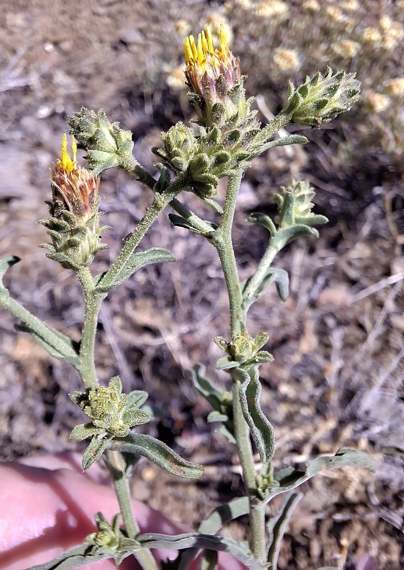Dieteria shastensis photo 5