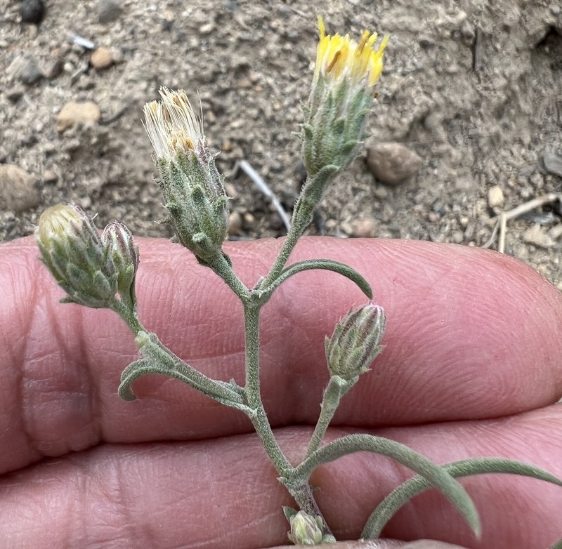 Dieteria shastensis photo 6