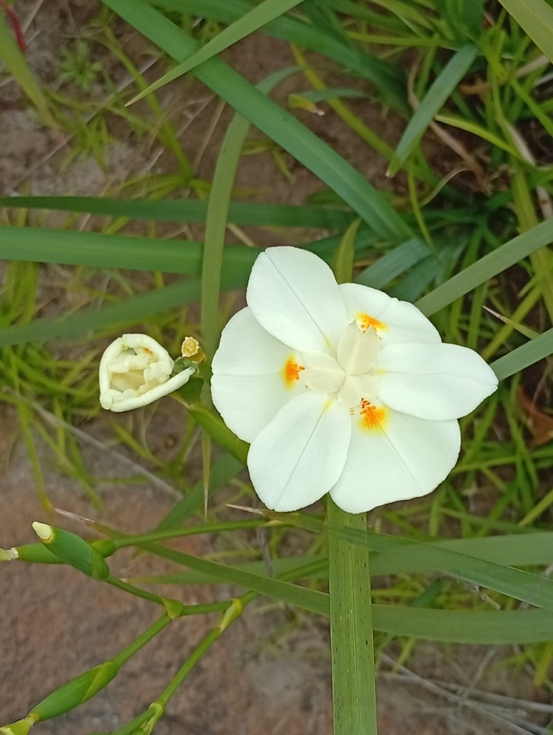 Dietes bicolor subsp. armeniaca