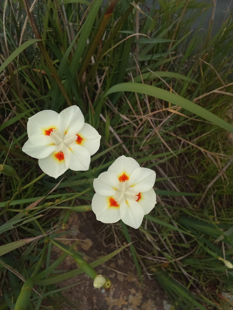Dietes bicolor subsp. armeniaca photo 2