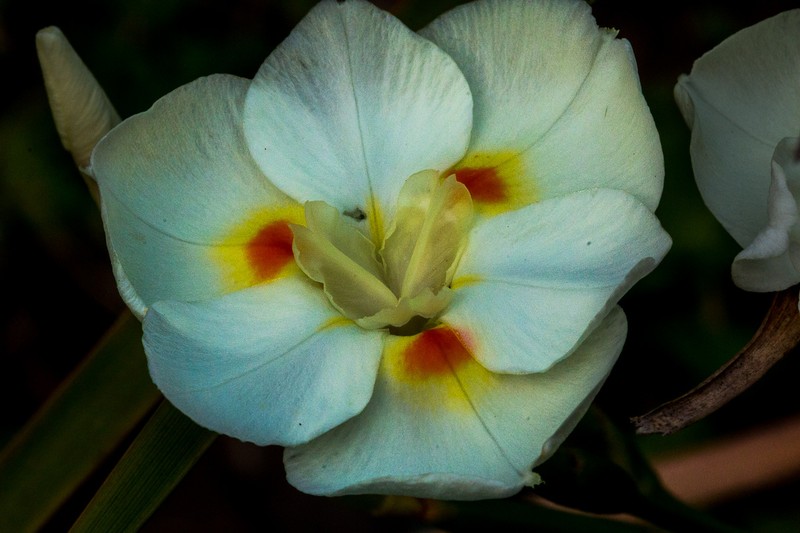 Dietes bicolor subsp. armeniaca photo 3