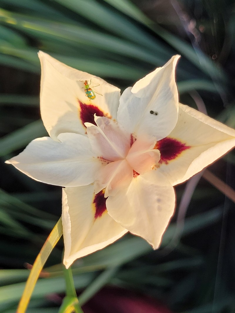 Dietes bicolor subsp. bicolor