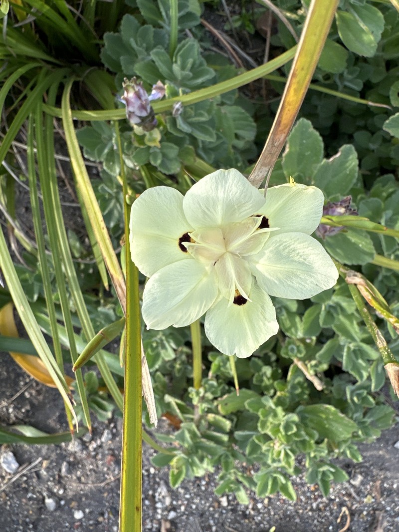 Dietes bicolor subsp. bicolor photo 2