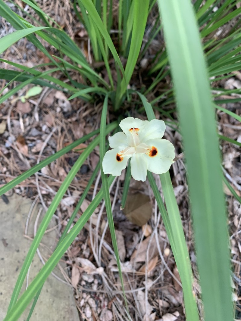 Dietes bicolor subsp. bicolor photo 3